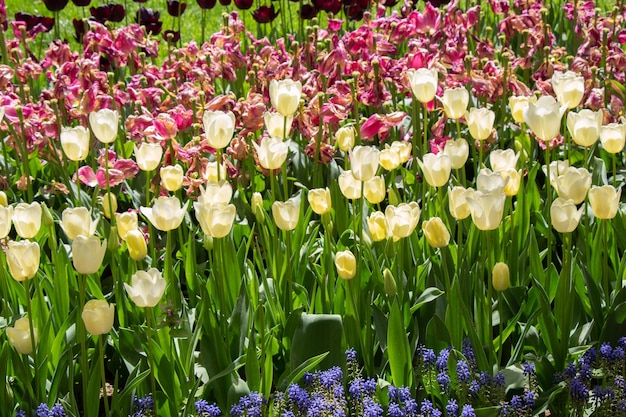 Heldere kleurrijke tulpen als natuurlijke bloemenachtergrond