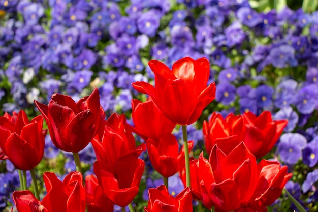 Foto heldere kleurrijke tulpen als natuurlijke bloemenachtergrond