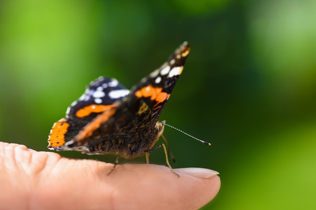 Heldere kleurrijke vlinder in vleugels op een menselijke vinger op een groene achtergrond