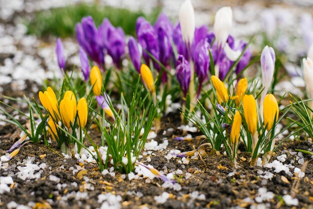 Heldere krokusbloemen bloeien in het voorjaar in de tuin