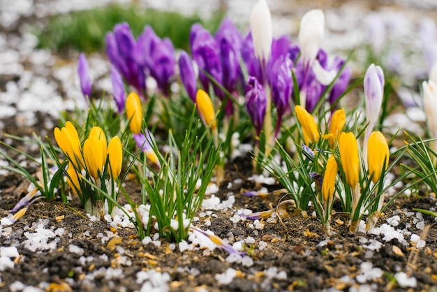 Foto heldere krokusbloemen bloeien in het voorjaar in de tuin