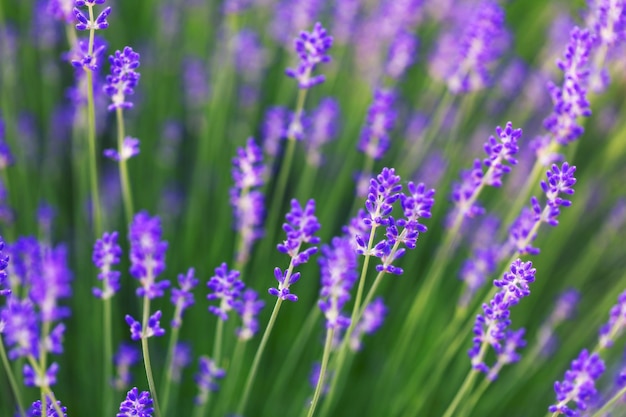 Heldere lavendelbloemen selectieve focus In een lavendelveld