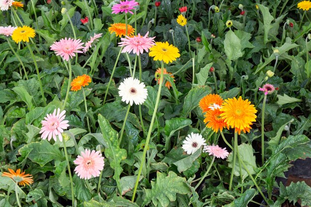 Heldere lente bladeren aan de boom, Stockafbeelding