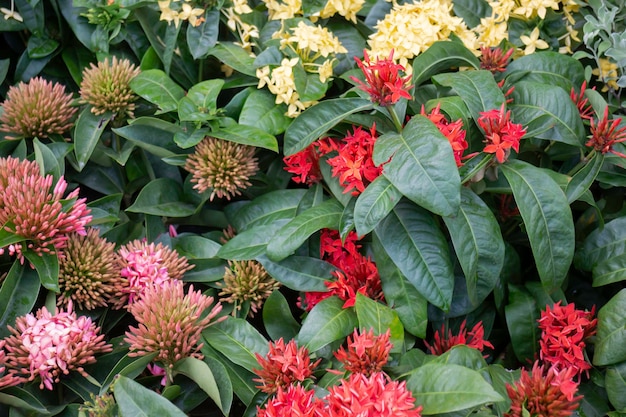 Foto heldere lente bladeren aan de boom, stockafbeelding