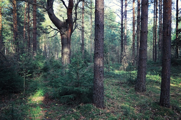 Heldere lente greens bij zonsopgang in het bos. In het vroege voorjaar komt de natuur tot leven.