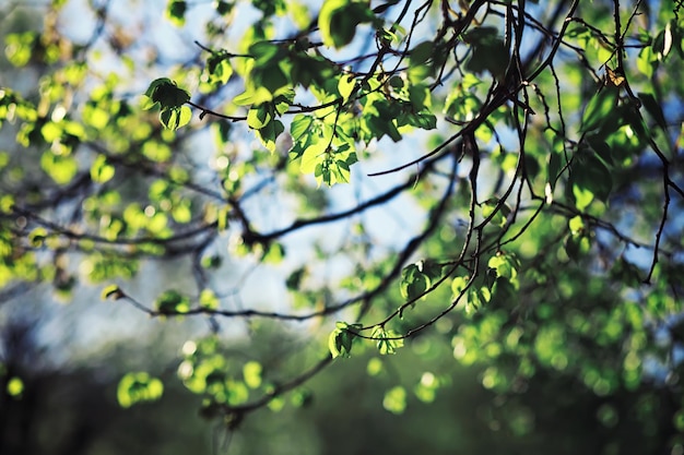 Heldere lente greens bij zonsopgang in het bos. In het vroege voorjaar komt de natuur tot leven.