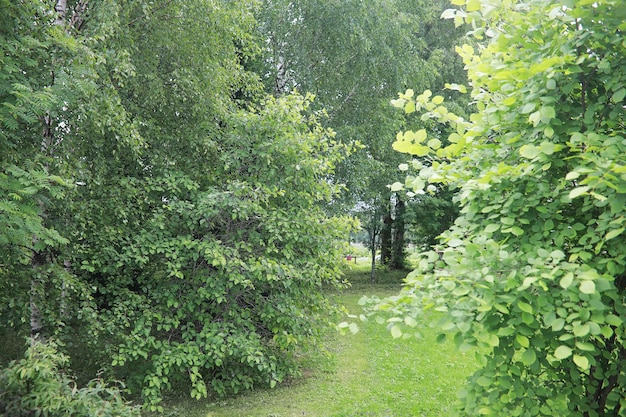 Heldere lente greens bij zonsopgang in het bos. in het vroege voorjaar komt de natuur tot leven.