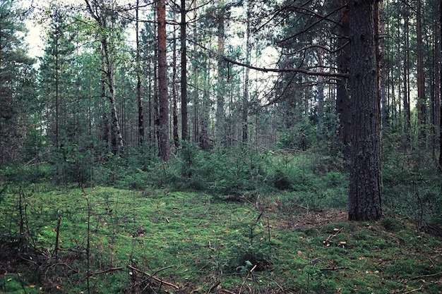 Heldere lente greens bij zonsopgang in het bos. In het vroege voorjaar komt de natuur tot leven.