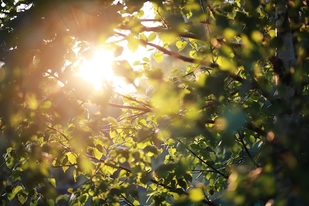 Heldere lente greens bij zonsopgang in het bos. In het vroege voorjaar komt de natuur tot leven.