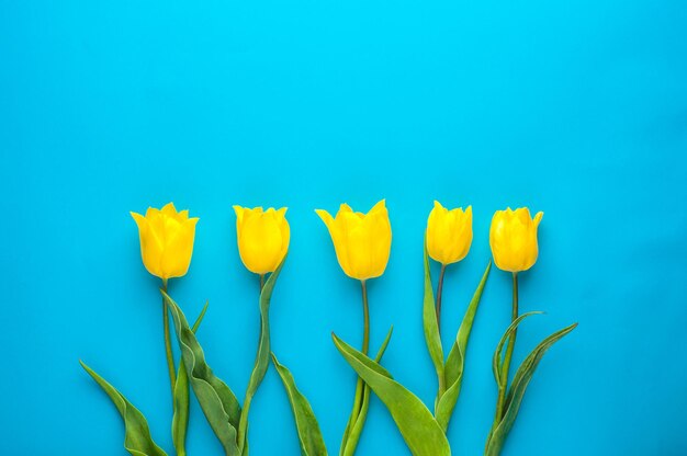 Heldere lente van gele tulpen op een witte achtergrond