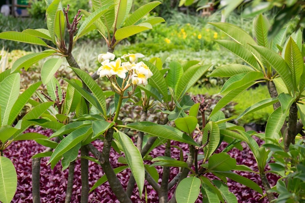 Heldere lentebladeren aan de boom