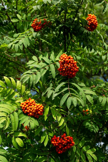 Heldere lijsterbessen aan een boom op een zonnige dag. Vitaminen uit de natuur. Verticaal.