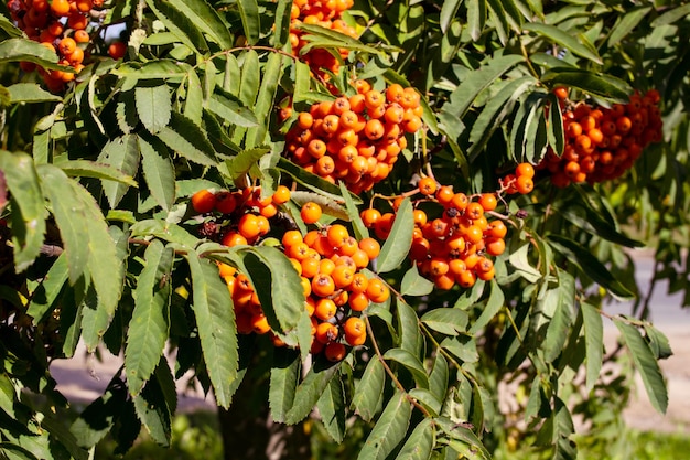 Heldere lijsterbessen onder groene bladerenclose-up