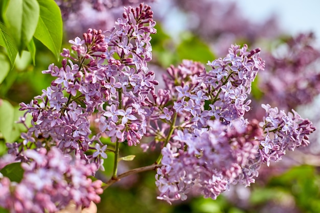 Heldere lila bloemen en blauwe hemel