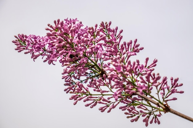 Heldere lila bloemen in de lente natuur