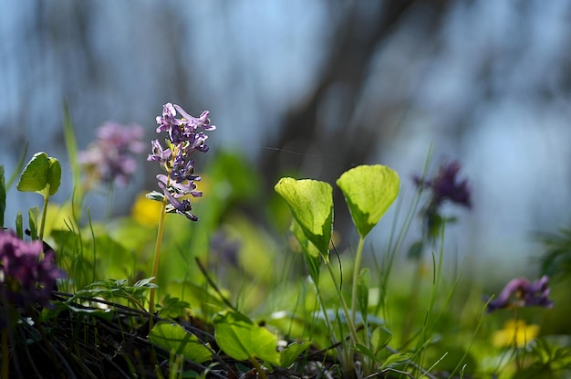 Heldere mooie bloemen bloeien in het vroege voorjaar op een groen gazon