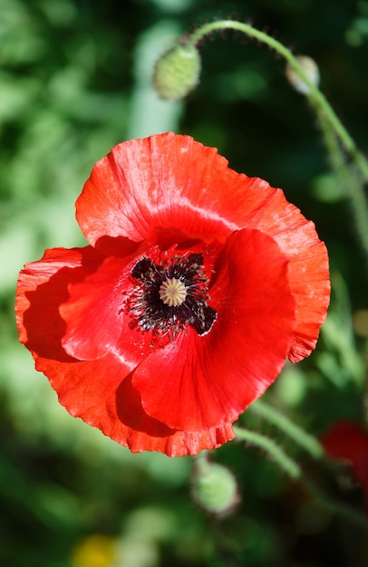 Heldere mooie rode papaverbloem die in de tuin bloeit