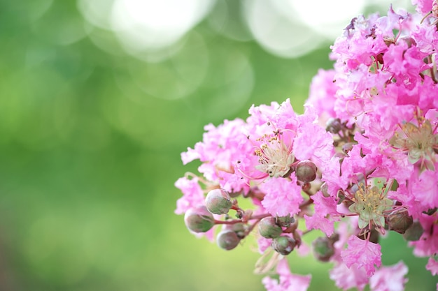 Heldere natuurlijke achtergrond van roze lila bloemen tegen de achtergrond van groene bomen.