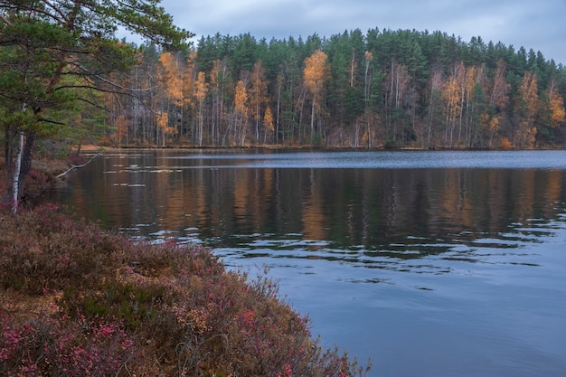 Heldere noordelijke natuur in de herfst, meer, bont bos in de avond. Karelië Rusland.