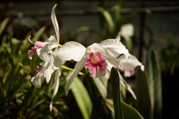 heldere orchideebloemen in een kas