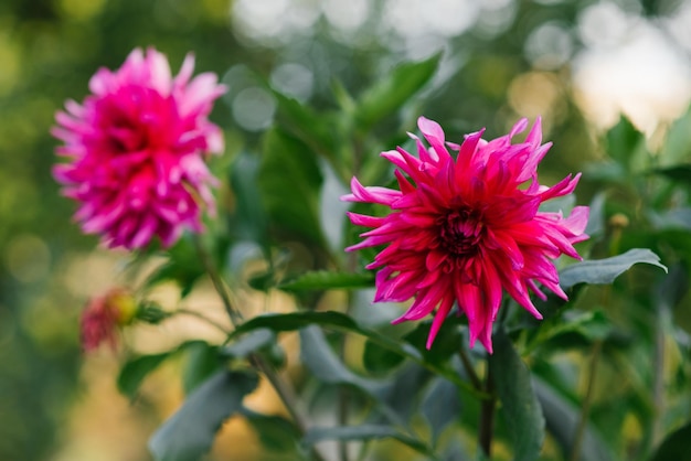 Heldere paarse bloem van naalddahlia in de zomer in de tuin