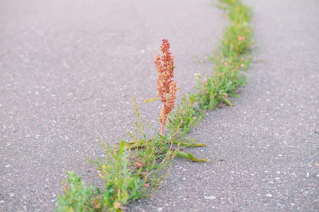 heldere plant en gras groeien in spleet in het asfalt, lijn gras verdeelt de weg in tweeën