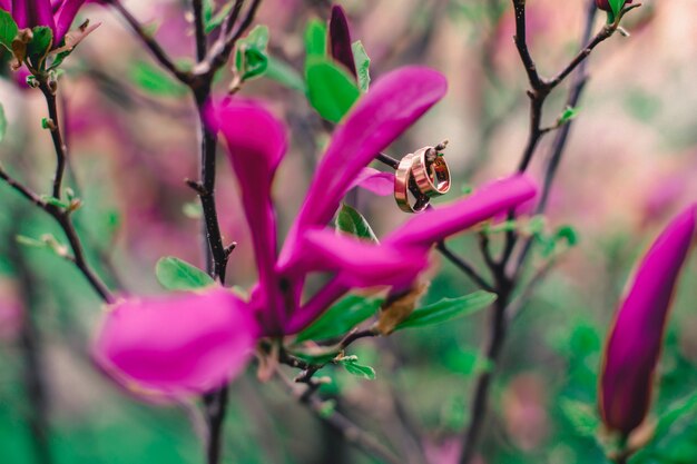 Heldere purpere magnolia op takken met ringen