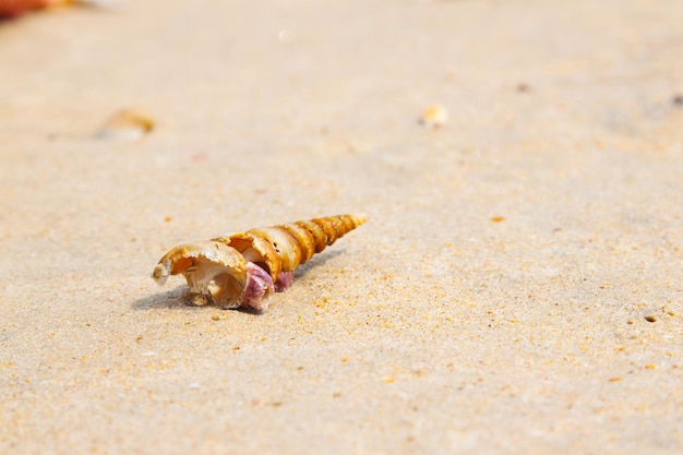 Heldere reisachtergrond met cockleshell aan de kust en vrije ruimte