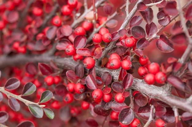 Heldere rode bessen van berberiscotoneaster.