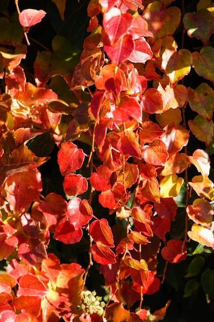 Heldere rode bladeren van maiden druiven close-up Heldere kleuren van de herfst Parthenocissus
