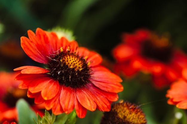 Heldere rode bloem Helenium