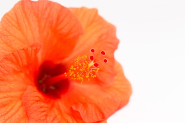 Heldere rode hibiscus bloem met groen blad op witte achtergrond Mooie bloem close-up Plaats om tekst in te voegen Achtergrond voor wenskaarten of posters