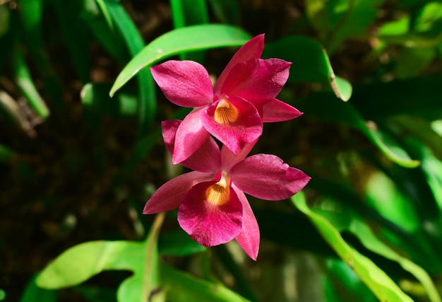 Heldere rode orchideeën in het regenwoud in Azië