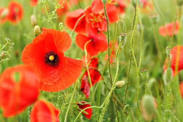 Heldere rode papavers groeien in groen veld, close-up op bloeiende bloemhoofd