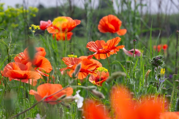 Heldere rode papavers in groen gras zwaaien in de wind. scharlaken wilde bloemen