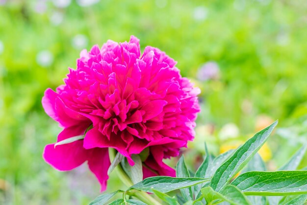 Heldere rode pioenrozen bloeien op de achtergrond van een wazige bloem in een roze pioenroos in de tuin op wazig