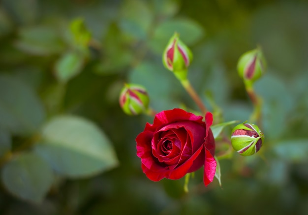 Heldere rode roze bloemen in de tuin