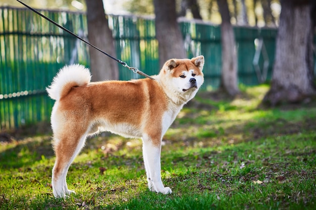 Heldere roodharige mooie rashond Akita Inu voor een wandeling in het park.