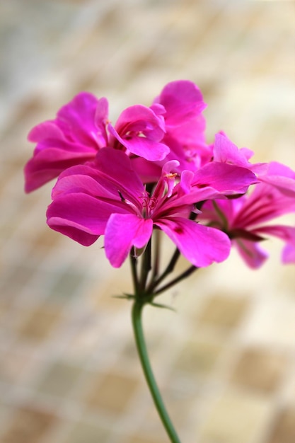 Heldere roze geranium close-up op de achtergrond van straatstenen