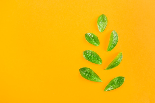 Heldere sappige groene bladeren met druppels water op een gele achtergrond.