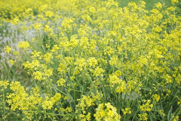 Heldere, sappige lentebloemen in de natuur op volledig scherm