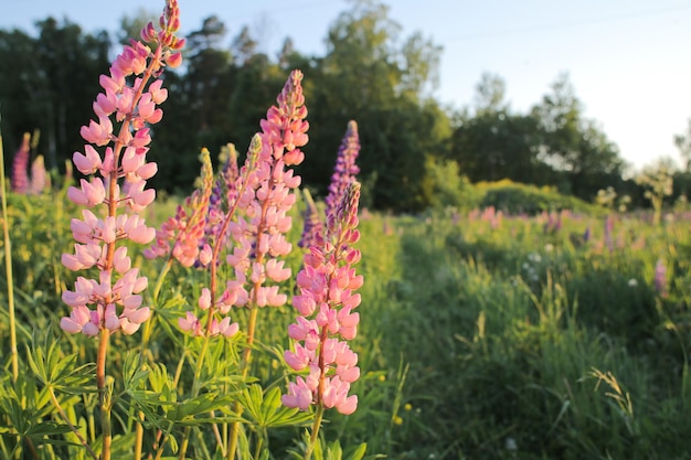 Heldere, sappige lupines op een heldere en mooie achtergrond op volledig scherm