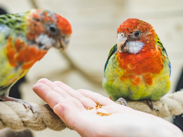 Heldere schattige papegaai en een jonge vrouw