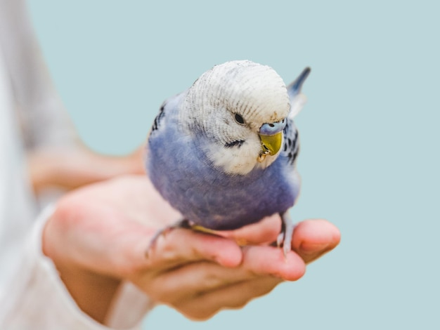 Heldere schattige papegaai en een jonge vrouw