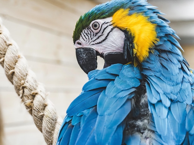 Heldere schattige papegaai zittend op een touw