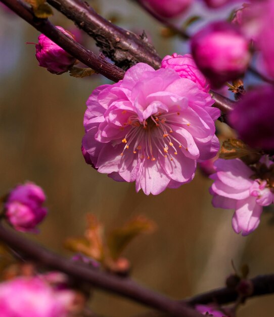 Heldere sierlijke delicate tedere verzadigde perzikbloemen in de lente