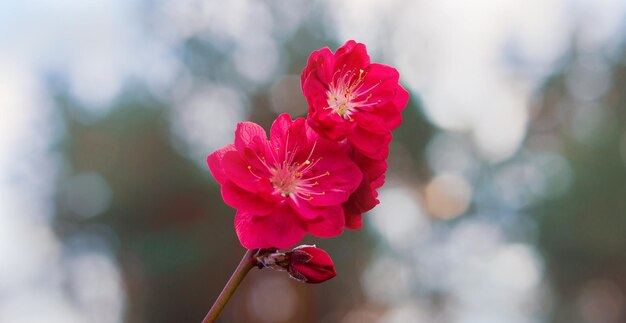 Heldere sierlijke delicate tedere verzadigde perzikbloemen in de lente