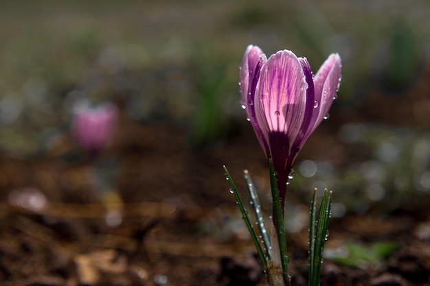 Heldere tedere eerste lente bloemen paarse krokussen in een close-up boskap