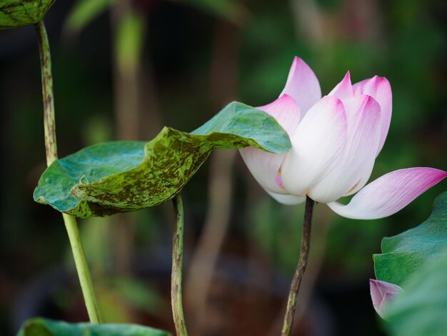 Heldere tropische bloemen en planten Zonnige heldere dag