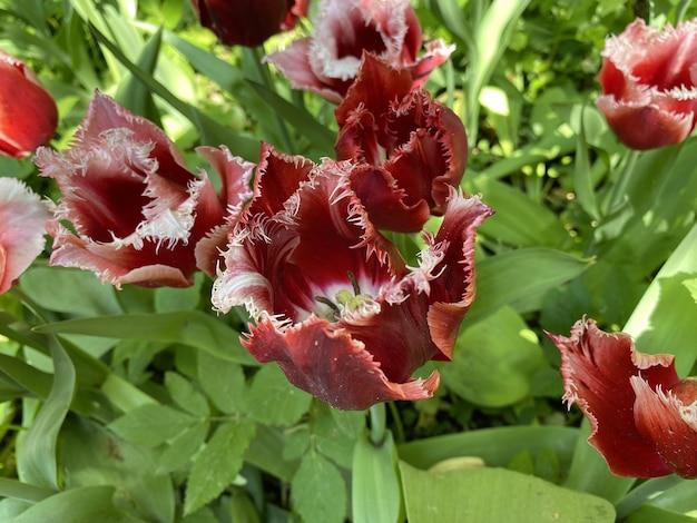 Foto heldere tulpen botanische tuin